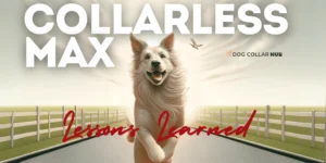 A happy dog running down a path with a fence on both sides, with the text "COLLARLESS MAX Lessons Learned" in the background.